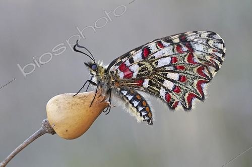Biosphoto | 1921359 | Spanish Festoon on flower - Galicia Spain | &copy; Siro Moya / Biosphoto