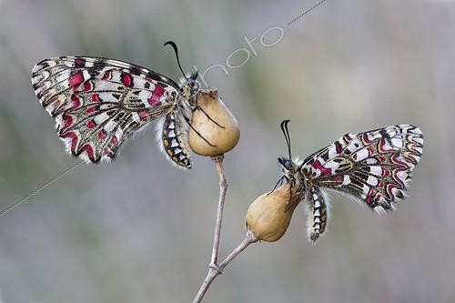 Biosphoto | 1921358 | Spanish Festoon on flowers - Galicia Spain | &copy; Siro Moya / Biosphoto