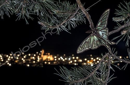 Biosphoto | 2093138 | Spanish moon moth (Actias isabellae) on a pine branch in front of the lights of a village in the Sierra de Albarracin, Aragon, Spain | &copy; Pedro Javier Pascual Hernandez / Biosphoto