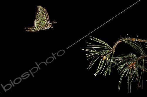 Biosphoto | 2148362 | Spanish moon moth (Graellsia isabelae) male in flight at night, Valle de Tena, Spain | &copy; Jorge Ruiz del Olmo / Biosphoto