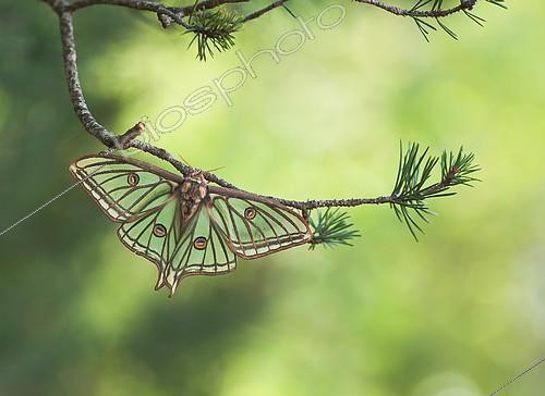 Biosphoto | 2407453 | Spanish moon moth (Graellsia isabellae) on a branch of Pine (Pinus sp), Hautes-Alpes, France | &copy; Benoît Outrey / Biosphoto