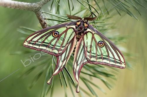 Biosphoto | 1852406 | Spanish moon moth male on a Pin Valais Switzerland  | &copy; Berndt Fischer / Biosphoto