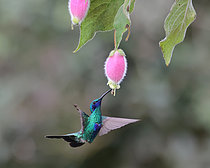 Biosphoto | 2619169 | Sparkling violetear (Colibri coruscans) flying to feed itself on nectar of a wild flower. Choco Andino. Ecuador. South of America | &copy; Brigitte Marcon / Biosphoto