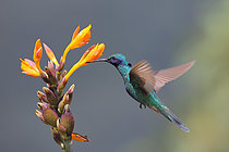 Biosphoto | 2619182 | Sparkling violetear (Colibri coruscans) flying to feed itself on nectar of a wild flower. Choco Andino. Ecuador. South of America | &copy; Brigitte Marcon / Biosphoto