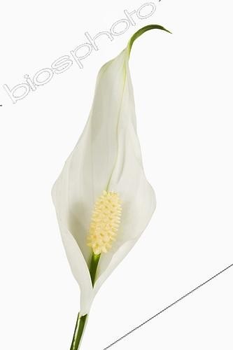 Biosphoto | 562313 | Spathiphyllum inflorescence in studio | &copy; Claudius Thiriet / Biosphoto