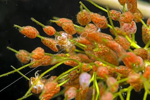 Biosphoto | 2621583 | Spawning of a water mite in a pond on an aquatic plant, Loir et Cher, France | &copy; Bruno Guénard / Biosphoto