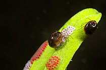 Biosphoto | 2621585 | Spawning of a water mite in a pond on an aquatic plant, Loir et Cher, France | &copy; Bruno Guénard / Biosphoto