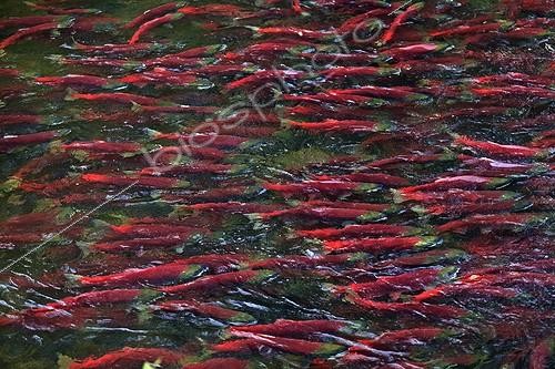 Biosphoto | 1330358 | Spawning sockeye salmon in the Horsefly River Canada | &copy; Alain Mafart-Renodier / Biosphoto