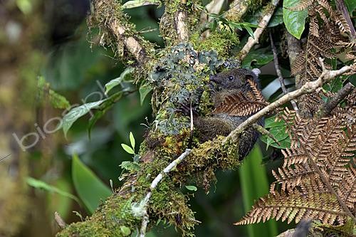 Biosphoto | 2621028 | Speckled dasyure (Neophascogale lorentzii), searching food on a branch, Papouasie Nouvelle Guinée | &copy; Régis Cavignaux / Biosphoto