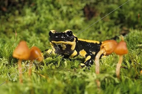Biosphoto | 165314 | Speckled salamander going in the grass France | &copy; Gilles Martin / Biosphoto