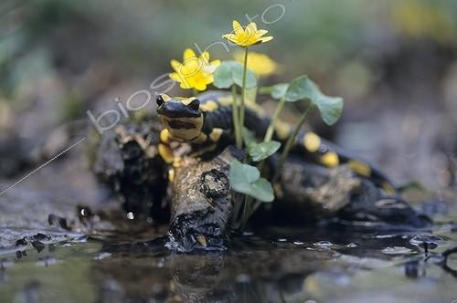 Biosphoto | 165332 | Speckled salamander in water France | &copy; Gilles Martin / Biosphoto