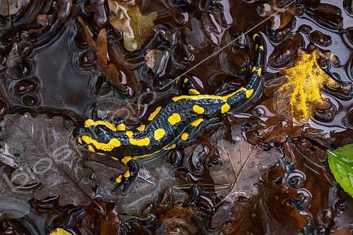 Biosphoto | 2610503 | Speckled salamander (Salamandra salamandra) on wet dead leaves in autumn, Champigneulles, Lorraine, France | &copy; Stéphane Vitzthum / Biosphoto