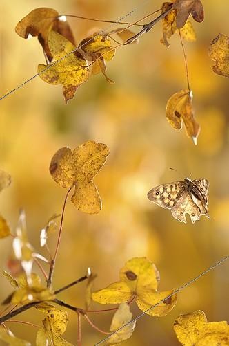 Biosphoto | 919336 | Speckled Wood in flight in autumn | &copy; Ghislain Simard / Biosphoto