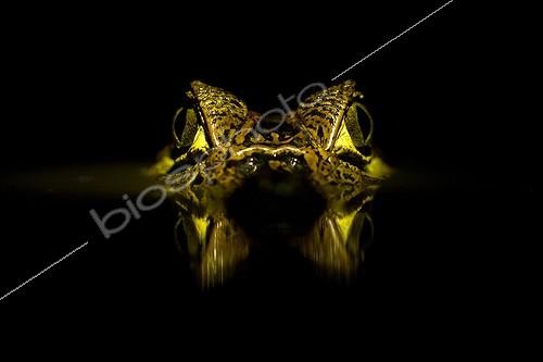 Biosphoto | 1807284 | Spectacled caiman in water overnight French Guiana | &copy; Quentin Martinez / Biosphoto