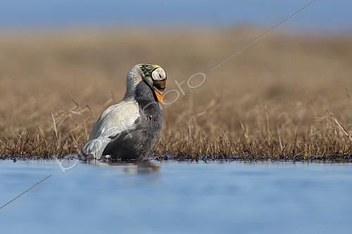 Biosphoto | 2456036 | Spectacled eider drake (Somateria fisheri), arctic tundra, Alaska, June 2019 | &copy; Marco Valentini / Biosphoto