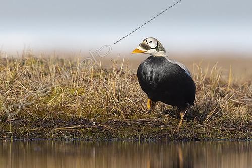 Biosphoto | 2456039 | Spectacled eider drake (Somateria fisheri), arctic tundra, Alaska, June 2019 | &copy; Marco Valentini / Biosphoto