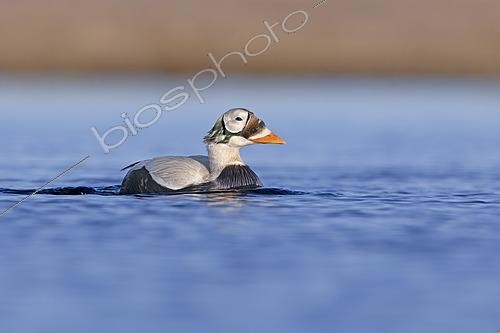 Biosphoto | 2456041 | Spectacled eider drake (Somateria fisheri), arctic tundra, Alaska, June 2019 | &copy; Marco Valentini / Biosphoto