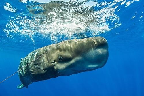 Biosphoto | 2087425 | Sperm whale (Physeter macrocephalus) close to the water surface, Azores, Portugal, Europe | &copy; Michael Weberberger / imageBROKER / Biosphoto