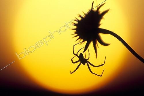 Biosphoto | 351536 | Spider at sunset Doubs valley France | &copy; Florent Cardinaux  / Biosphoto