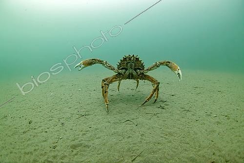 Biosphoto | 2607110 | Spider crab on the sandy bottom, Oleron island, Atlantic ocean, France | &copy; Bruno Guénard / Biosphoto