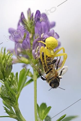 Biosphoto | 520717 | Spider devouring a bee visit a flower browse France | &copy; Gilles Ménanteau / Biosphoto