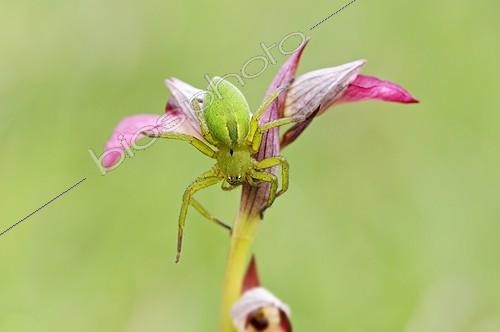 Biosphoto | 1137154 | Spider on a Tongued serapias at spring France | &copy; Roger Dauriac / Biosphoto