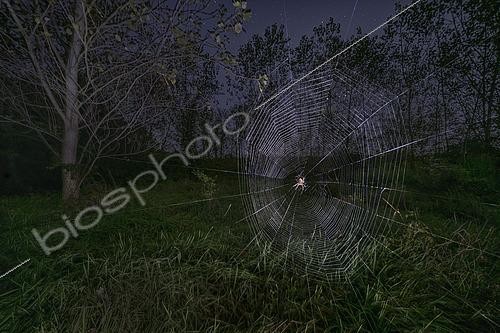 Biosphoto | 2613650 | Spider on its web in a clear forest at night, Italy. | &copy; Alberto Ghizzi Panizza / Biosphoto