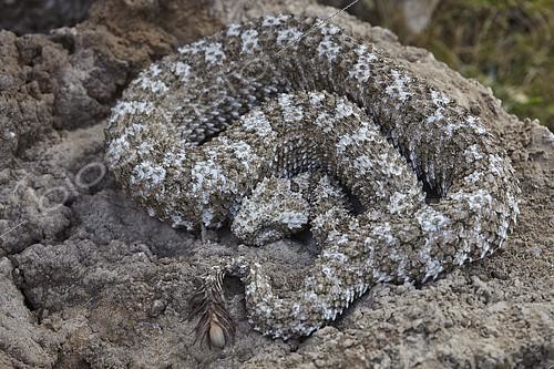 Biosphoto | 2088546 | Spider-tailed horned viper (Pseudocerastes urarachnoides), Zagros Mountains, Ilam Province, Iran | &copy; Frank Deschandol & Philippe Sabine / Biosphoto