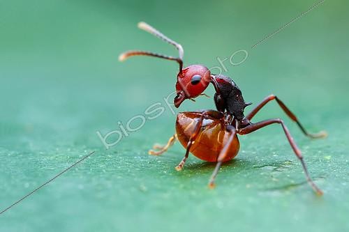 Biosphoto | 2391981 | Spiny Ant (Myrmothrinax sp.) with full belly resting on a leaf in early morning. | &copy; Husni Che Ngah / Biosphoto