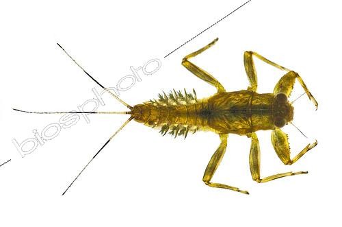 Biosphoto | 2433961 | Spiny Crawler Mayflies are a family of the order Ephemeroptera. They are distributed throughout North America as well as the UK. This individual was found in Shasta County, California, USA. | &copy; Stuart Wilson / Biosphoto