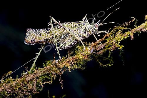 Biosphoto | 2628033 | Spiny lichen katydid (Markia hystrix), Tandayapa, Ecuador. | &copy; Vincent Premel / Biosphoto