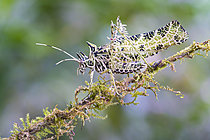 Biosphoto | 2628035 | Spiny lichen katydid (Markia hystrix), Tandayapa, Ecuador. | &copy; Vincent Premel / Biosphoto