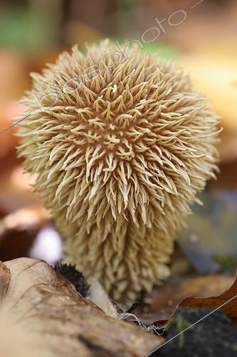 Biosphoto | 497209 | Spiny puffball Indre-et-Loire France | &copy; Patrick Glaume / Biosphoto