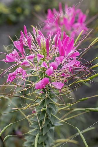 Biosphoto | 2546579 | Spiny spiderflower (Cleome hassleriana) 'Pink Queen' | &copy; Marie Aymerez / Biosphoto