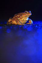 Biosphoto | 2619424 | Spiny toad (Bufo spinosus) crossing a road during the pre-nuptial period to reach a pond for breeding, Normandy, France. | &copy; Christophe Perelle / Biosphoto