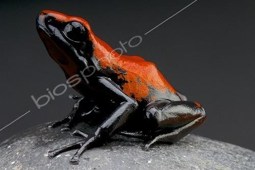 Biosphoto | 2070109 | Splash-backed poison frog (Adelphobates galactonotus) on black background | &copy; Matthijs Kuijpers / Biosphoto