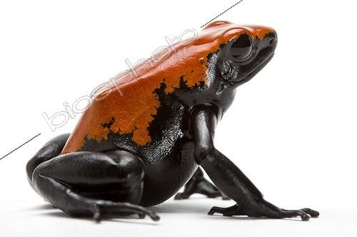 Biosphoto | 693196 | Splashback Poison Frog Studio ; Origin: Brazil | &copy; Michel Gunther / Biosphoto