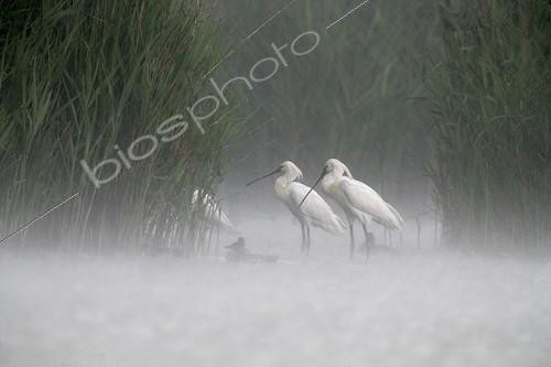 Biosphoto | 647758 | Spoonbills walking in water in the rain Hungary | &copy; Mike Lane / Biosphoto