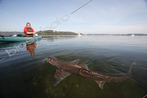 Biosphoto | 1292065 | Sport fishing for sharks in a river estuary in Brittany ; Practice of  no kill  : sharks are released after capture. | &copy; Erwan Balança / Biosphoto
