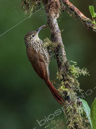 Biosphoto | 2608923 | Spot-crowned Woodcreeper (Lepidocolaptes affinis) capturing moth, Chiriqui Highlands, Panama | &copy; Ignacio Yufera / Biosphoto