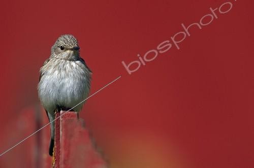 Biosphoto | 1843925 | Spotted Flycatcher on fence Utö Finland | &copy; Markus Varesvuo / Biosphoto
