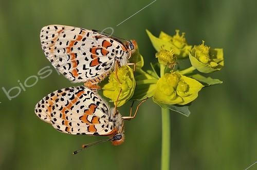 Biosphoto | 1820573 | Spotted Fritillaries mating on a flower of Euphorbia | &copy; Dominique Halleux / Biosphoto