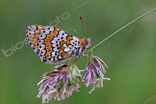 Biosphoto | 2626015 | Spotted fritillary (Melitaea didyma) in the early morning on an Orchard grass (Dactylis glomerata) in spring, Gironde, Nouvelle-Aquitaine, France. | &copy; Bernard Dubreuil / Biosphoto
