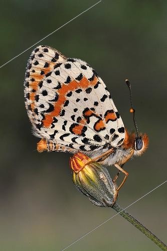 Biosphoto | 1820574 | Spotted Fritillary on a flower France | &copy; Dominique Halleux / Biosphoto