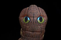 Biosphoto | 2458575 | Spotted green hawkmoth (Cechenena helops helops) caterpillar, Kinabalu NP, Borneo, Malaysia | &copy; Frank Deschandol & Philippe Sabine / Biosphoto