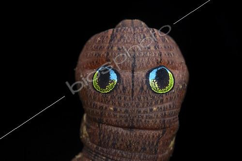Biosphoto | 2458575 | Spotted green hawkmoth (Cechenena helops helops) caterpillar, Kinabalu NP, Borneo, Malaysia | &copy; Frank Deschandol & Philippe Sabine / Biosphoto