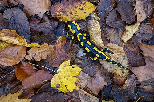 Biosphoto | 2629117 | Spotted salamander (Salamandra salamandra) among the fallen leaves in the forest during autumn, Bellefontaine Valley, Champigneulles, Lorraine, France. | &copy; Stéphane Vitzthum / Biosphoto