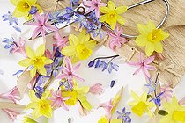 Biosphoto | 2567463 | Spring collage with Narcissus, Hyacinthus, Scilla | &copy; ~VisionsPictures collages / Visions Pictures / Biosphoto