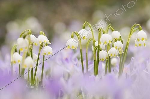 Biosphoto | 1577777 | Spring meadow with Spring Crocus (Crocus albiflorus) and Spring Snowflake (Leucojum vernum) | &copy; Kevin Proennecke / imageBROKER / Biosphoto