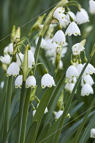Biosphoto | 1561860 | Spring snowflakes in bloom in a garden | &copy; Gilles Le Scanff & Joëlle-Caroline Mayer / Biosphoto